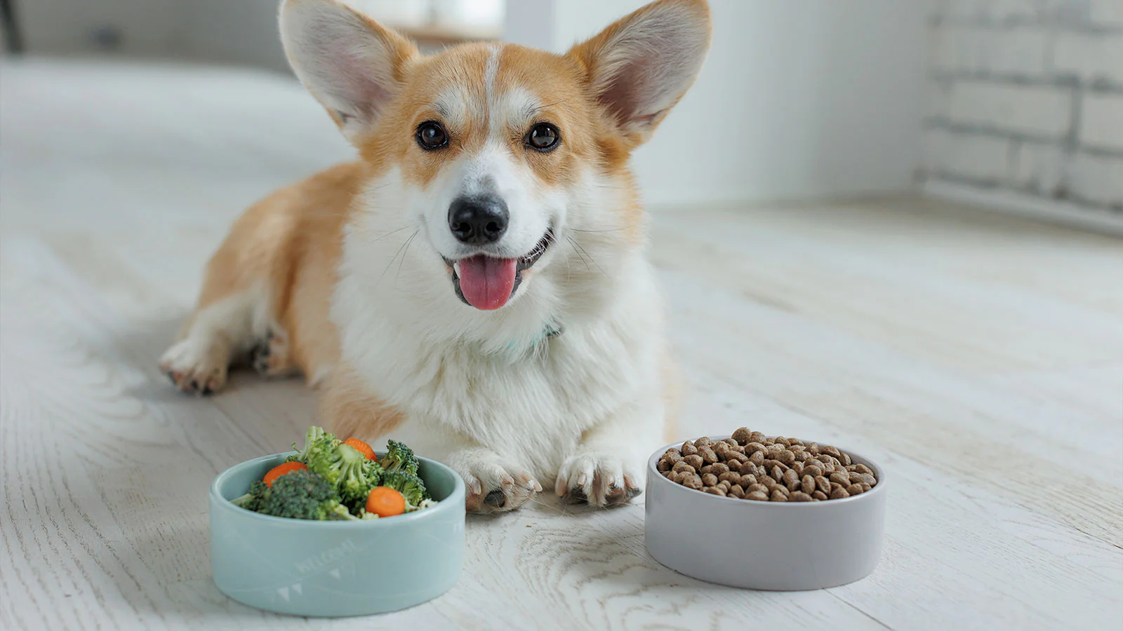 Is Your Pet’s Diet Helping or Harming Their Health?