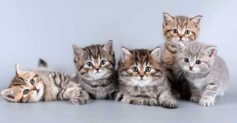 What to Feed Your Cat Based on Their Breed