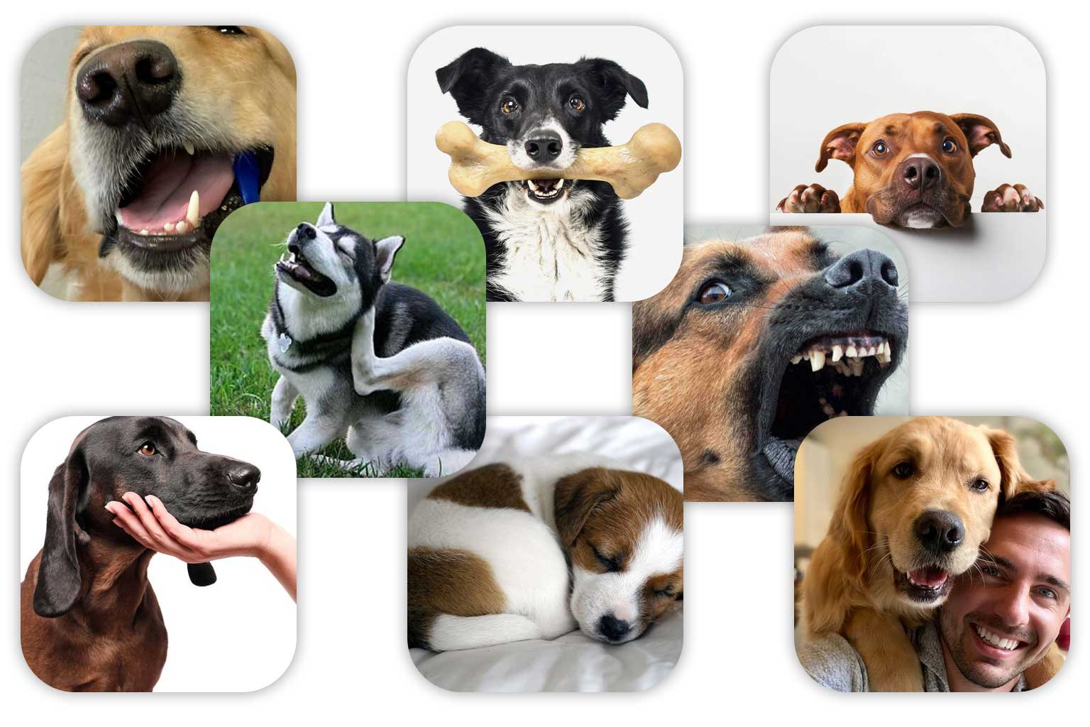 The Complete Guide to Dog Care: Training, Nutrition, and Allergies