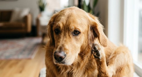 A golden retriever scratching its ear with a worried expression, soft focus on the irritated skin, representing early signs of canine food allergies.