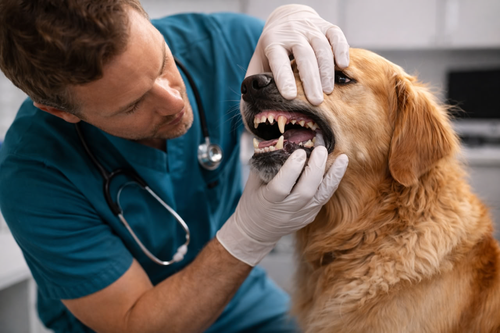 veterinarian checking a dog’s teeth and mouth during examination