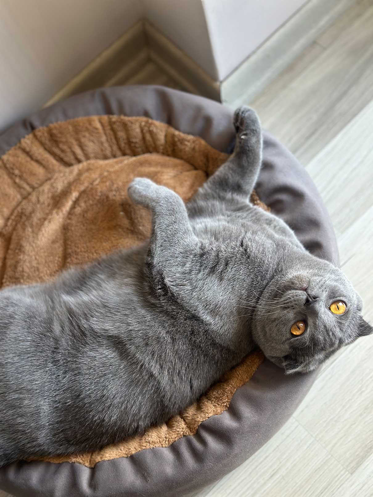 Mila the cat