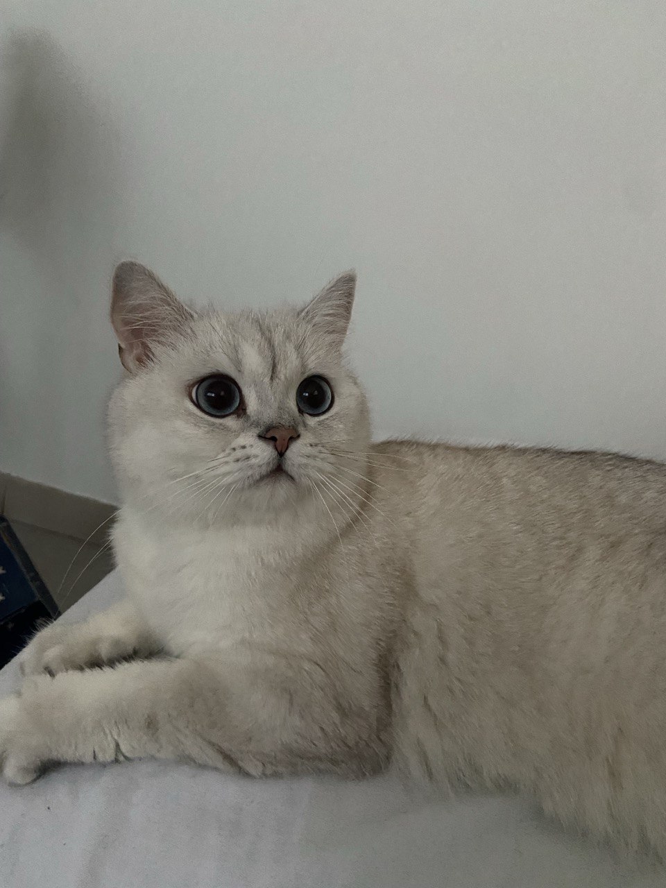 Misho the cat